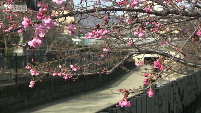 桜 2021 京都