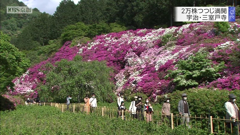 2万株つつじ満開 宇治 三室戸寺 ニュース Kbs京都 2万株つつじ満開 宇治 三室戸寺 ニュース Kbs京都