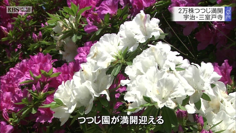 2万株つつじ満開 宇治 三室戸寺 ニュース Kbs京都 2万株つつじ満開 宇治 三室戸寺 ニュース Kbs京都