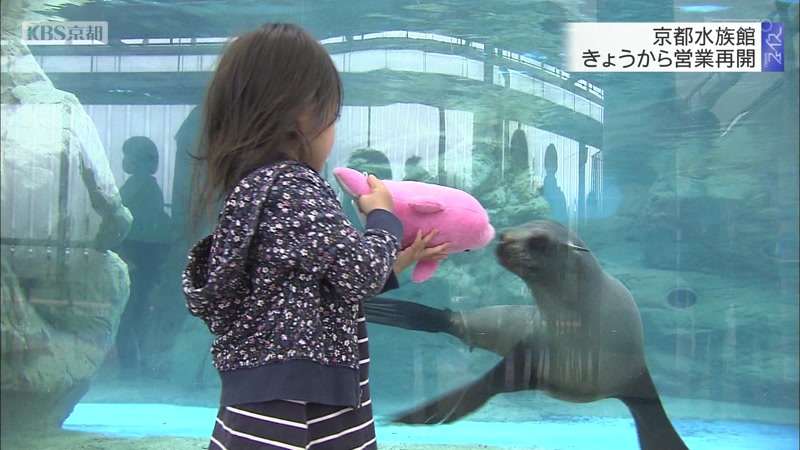 京都水族館 12日から営業再開 ニュース Kbs京都 京都水族館 12日から営業再開 ニュース Kbs京都