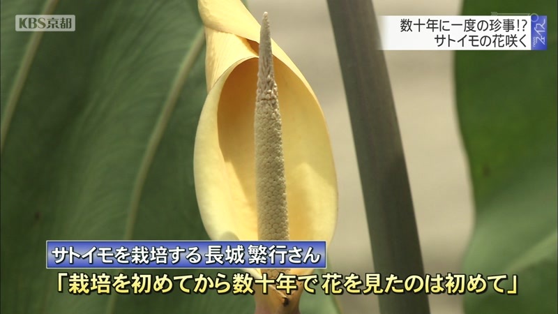 数十年で一度の珍事 サトイモの花咲く ニュース Kbs京都 数十年で一度の珍事 サトイモの花咲く ニュース Kbs京都
