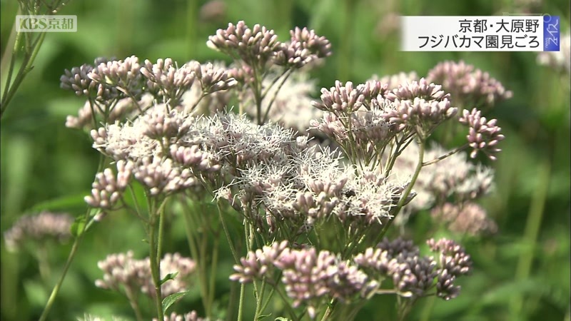 京都 大原野 フジバカマ園見ごろ ニュース Kbs京都 京都 大原野 フジバカマ園見ごろ ニュース Kbs京都
