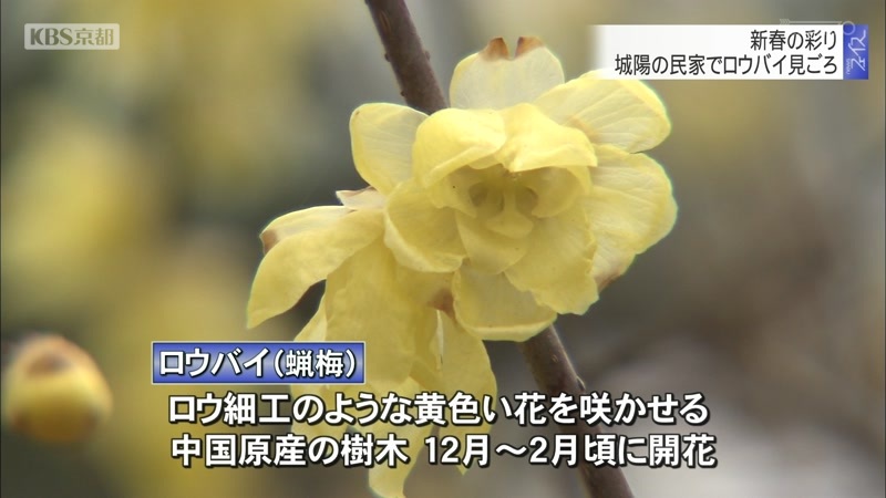 新春の彩り 城陽の民家でロウバイ見ごろ ニュース Kbs京都
