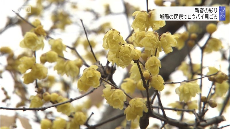 新春の彩り 城陽の民家でロウバイ見ごろ ニュース Kbs京都