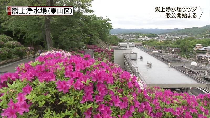 蹴上浄水場のツツジ一般公開始まる　京都市東山区