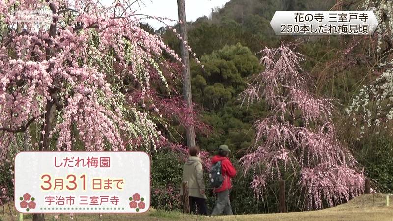 京都府宇治市の花の寺・三室戸寺　250本のしだれ梅　ようやく見頃に