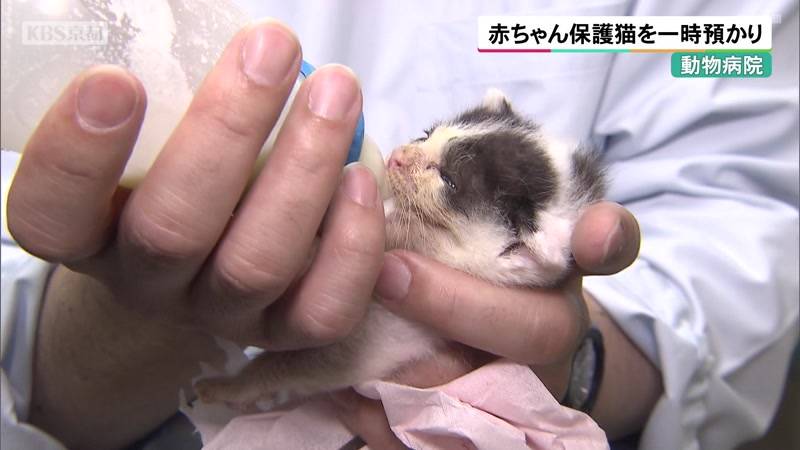動物病院が赤ちゃん保護猫を一時預かり　京都市の事業