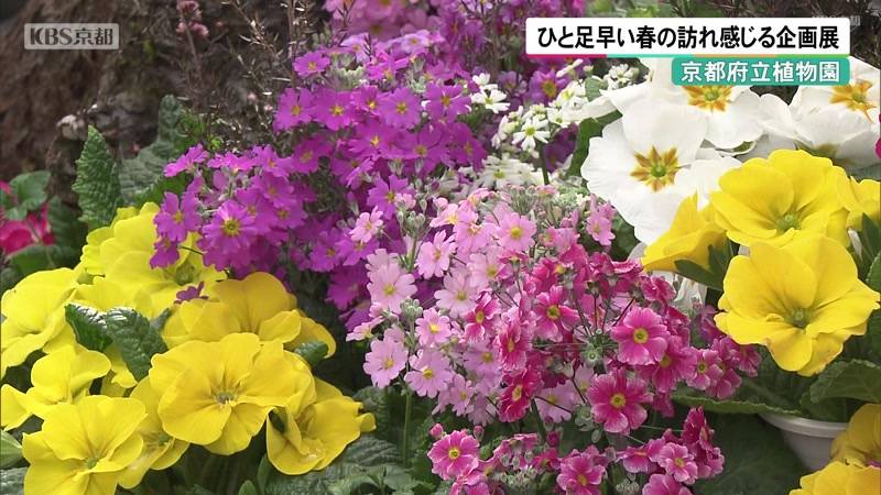 京都府立植物園　ひと足早い春の訪れ感じる企画展