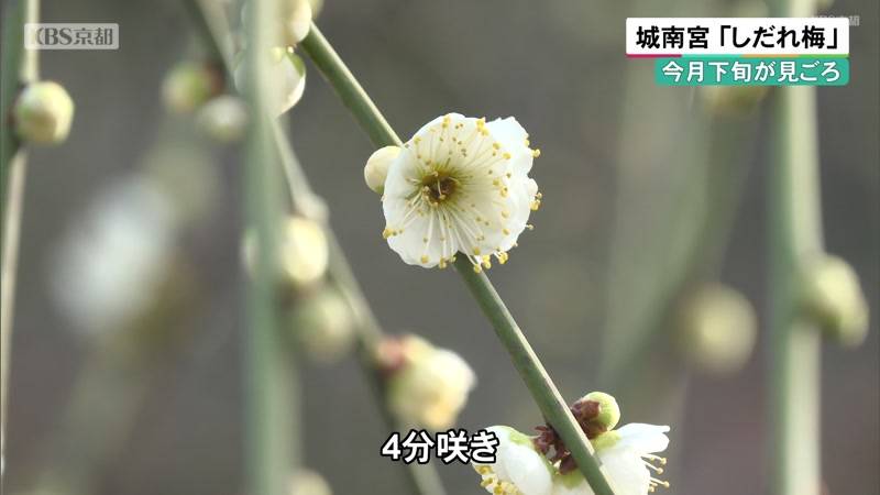 今月下旬が見ごろ 京都・城南宮 甘い香りの「しだれ梅」