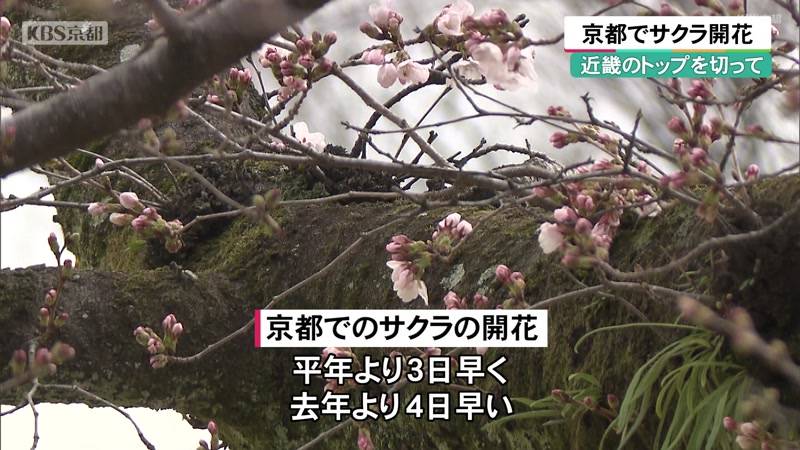 近畿のトップを切って　京都でサクラ開花