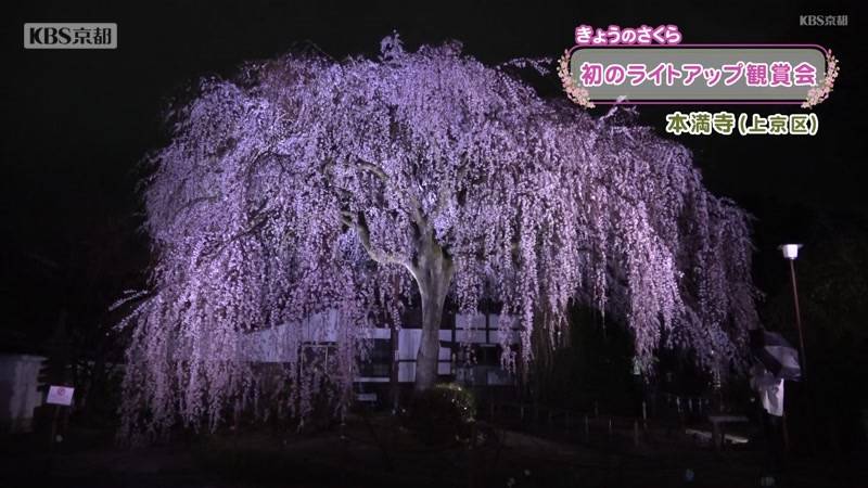 樹齢約100年 京都・本満寺のしだれ桜 「ライトアップ観賞会」
