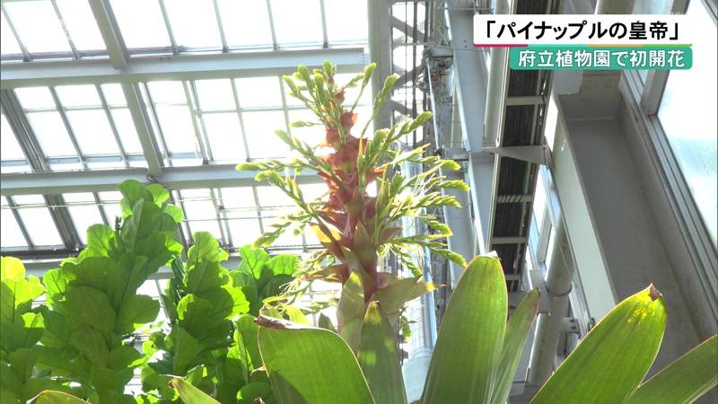 「パイナップルの皇帝」  京都府立植物園で初開花