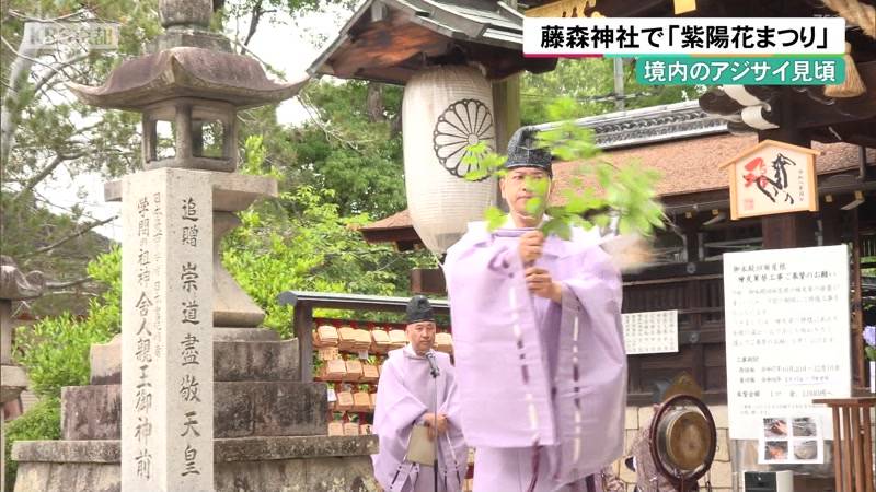 アジサイ見頃　京都・藤森神社で「紫陽花まつり」