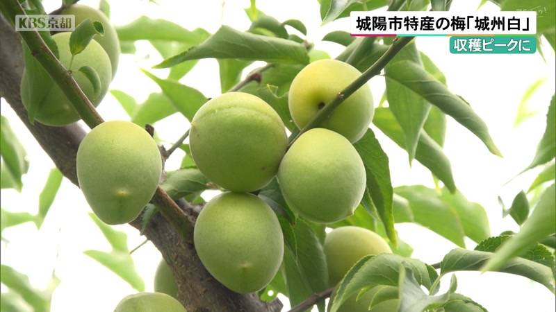 京都・城陽市特産の梅「城州白」収穫ピークに