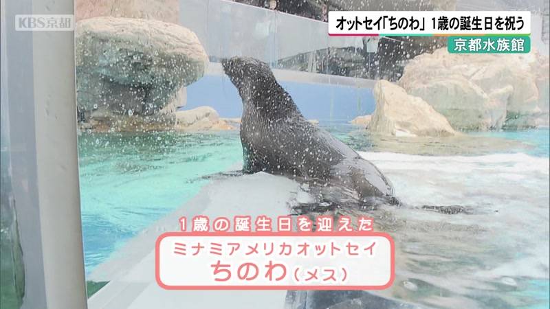 オットセイ「ちのわ」1歳の誕生日を祝う　京都水族館