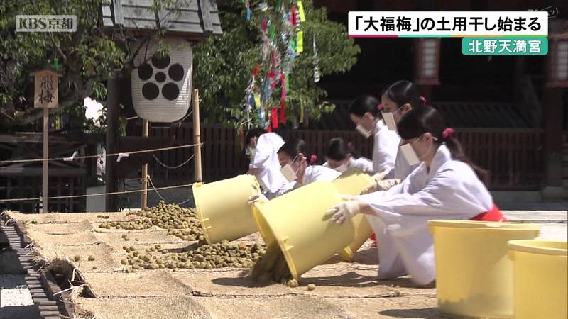 京都・北野天満宮　「大福梅」の土用干し始まる