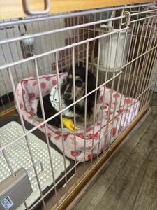 りこはんのラジオカーリポート♪:画像