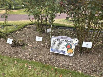 りこはんのラジオカーリポート♪：画像