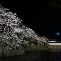谷口さんと彦根城の桜の話：画像