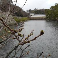 今週の彦根の桜は・・・：画像