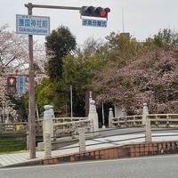 今週の彦根の桜は・・・咲き始めました：画像