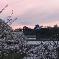 今週の彦根の桜は・・・満開です！：画像