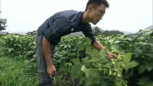 収穫に追われる福井さん