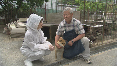 柴犬づくりの名人