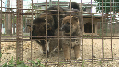 愛くるしい柴犬の親子