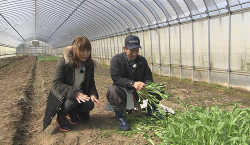 京壬生菜栽培をされている船越さん