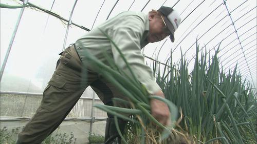 九条ねぎ栽培に取り組む八木さん