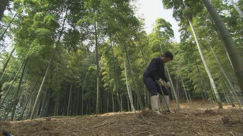 竹林