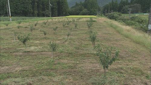 夢の栗園