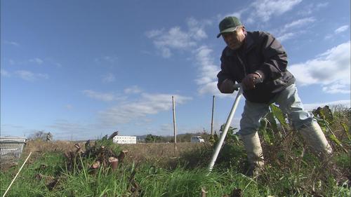 「えびいも」の産地、京田辺市