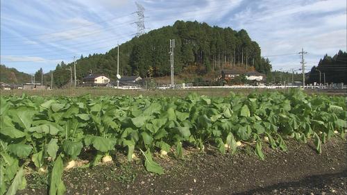 こかぶ