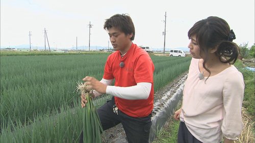 九条ねぎ部会