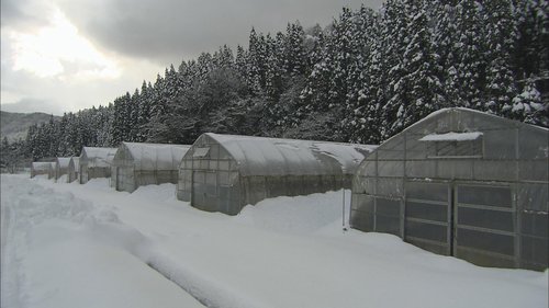 あやめ雪