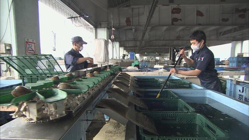 港に水揚げされた「丹後とり貝」