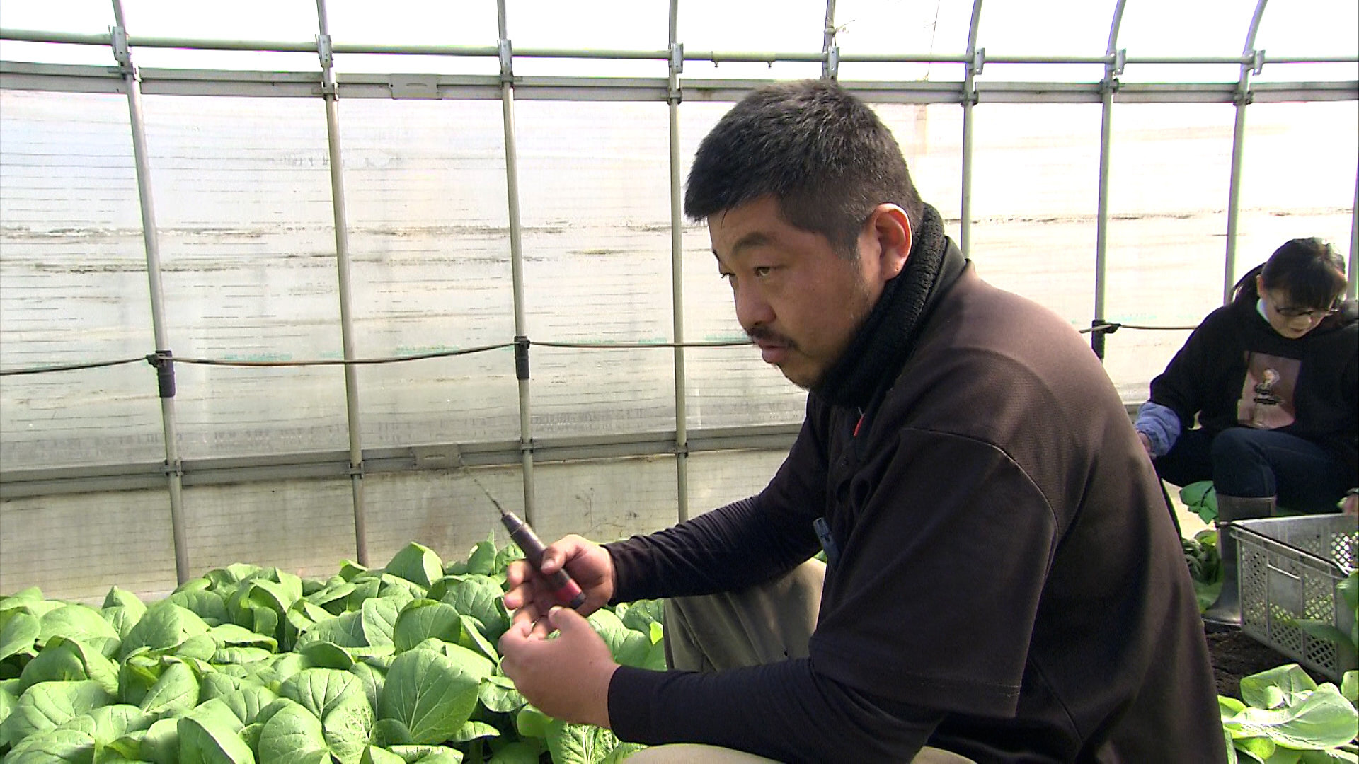 受け継がれる「しろ菜」