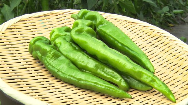 旬を迎えた夏の京野菜