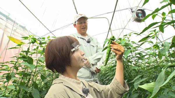 高橋孝明さんの万願寺甘とう