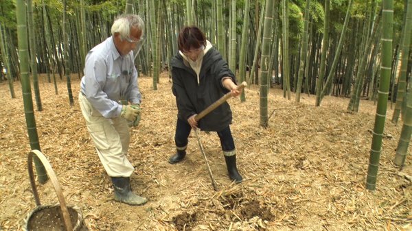 収穫に苦戦する稲富リポーター