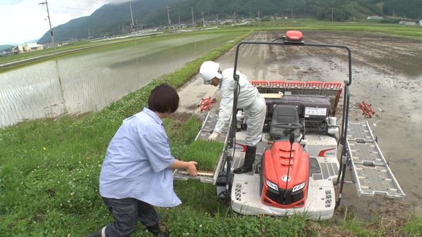 田植えの作業