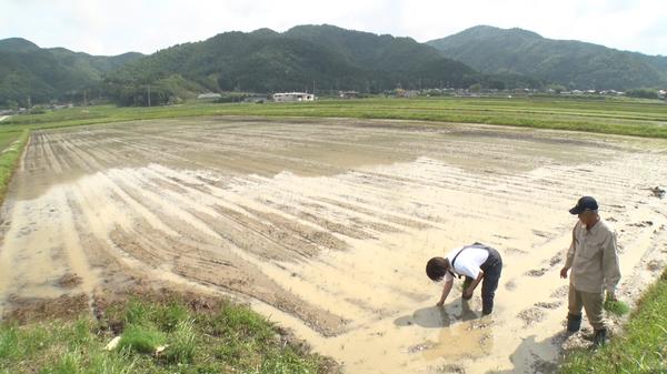 手植え体験