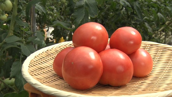 水耕栽培で育てられたトマト