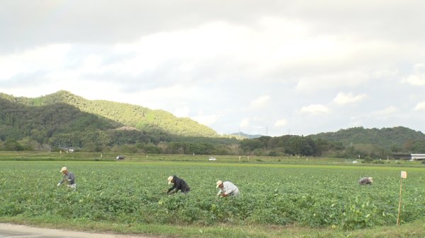 広大な畑