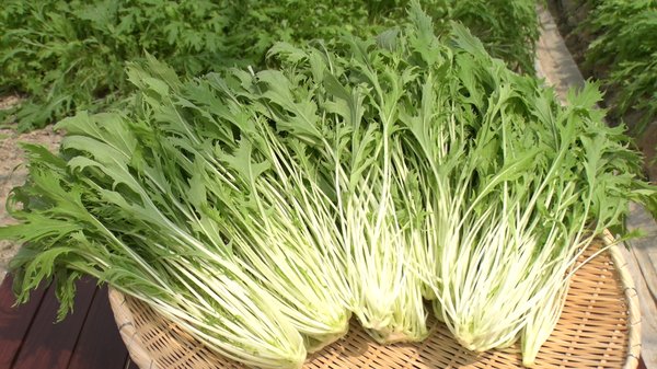 京みず菜