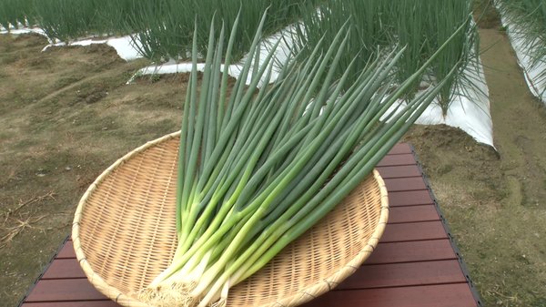 九条ねぎ