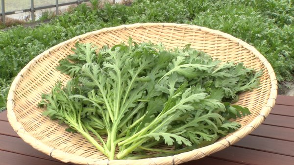 みずみずしい春菊