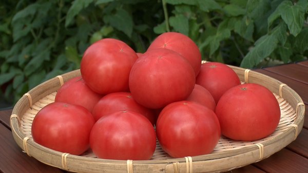 最盛期を迎えるトマト